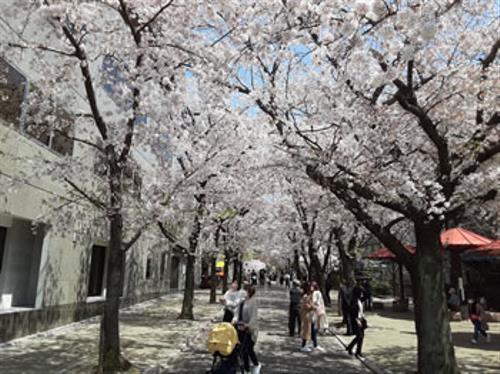 祇園白川の桜です
